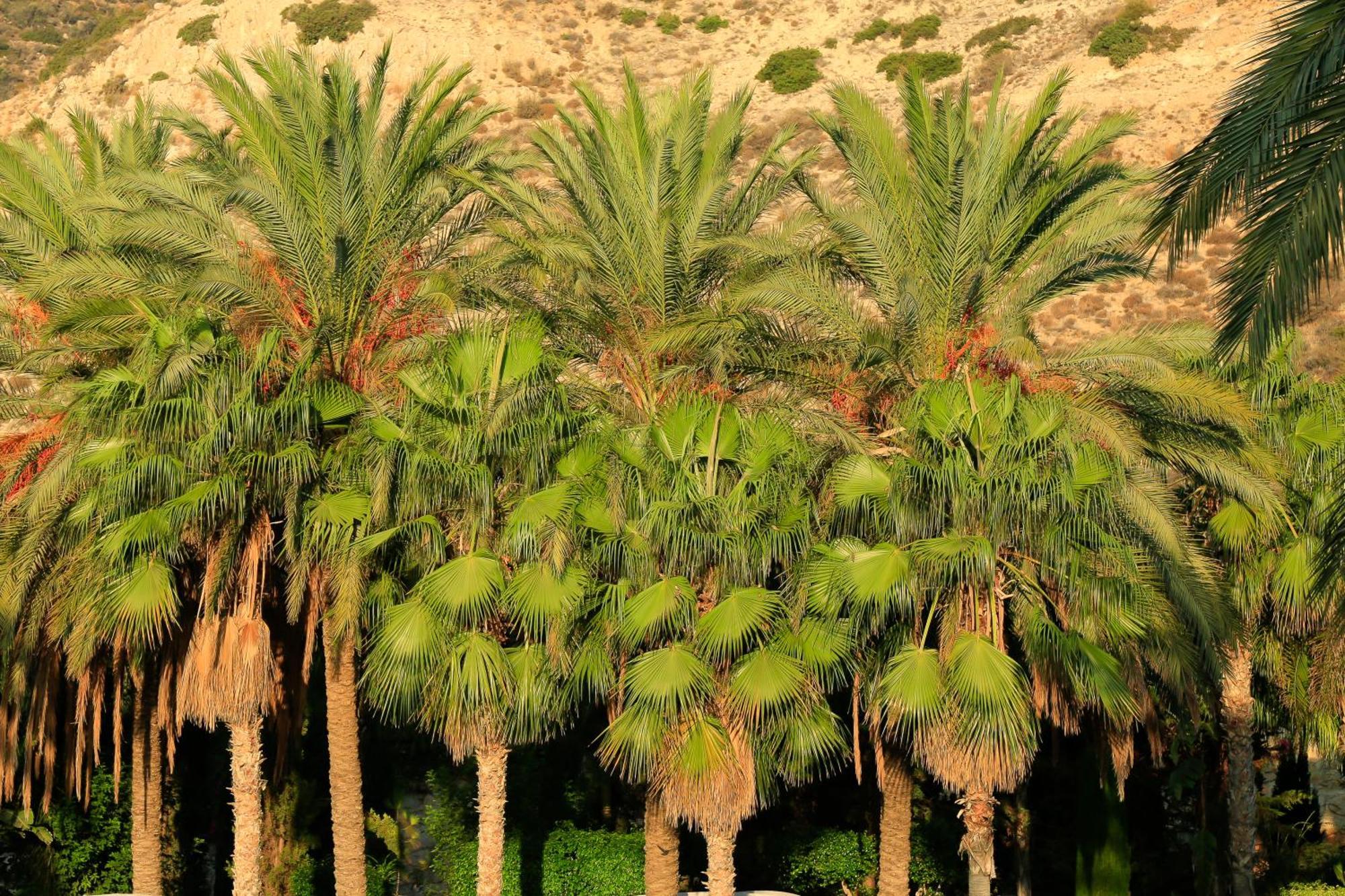 Columbia Otel Pissouri